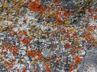LichenColor