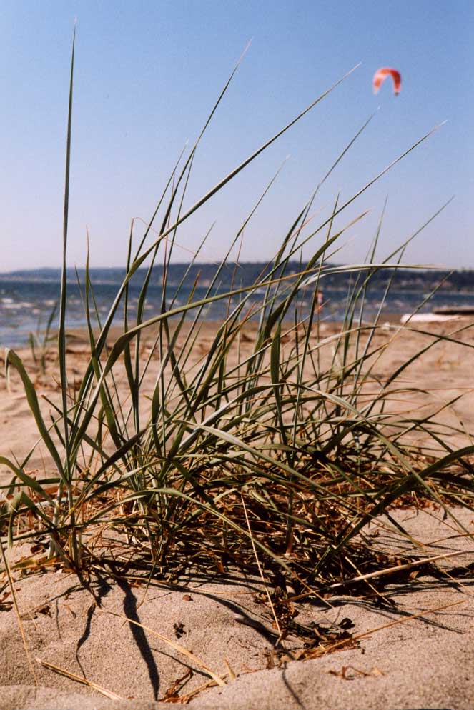 BeachGrass