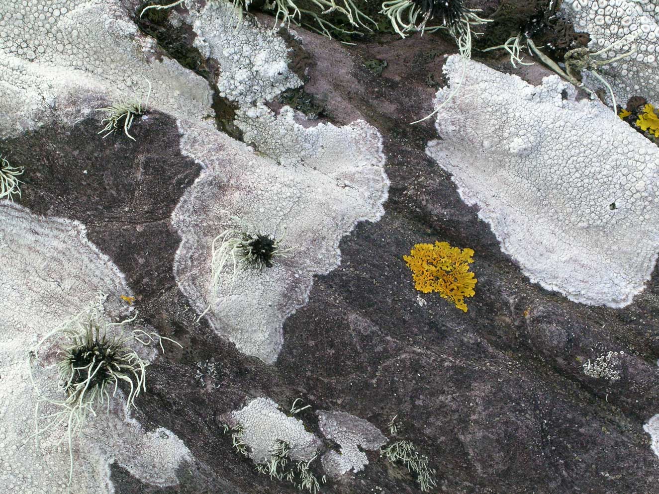 Beachlichen