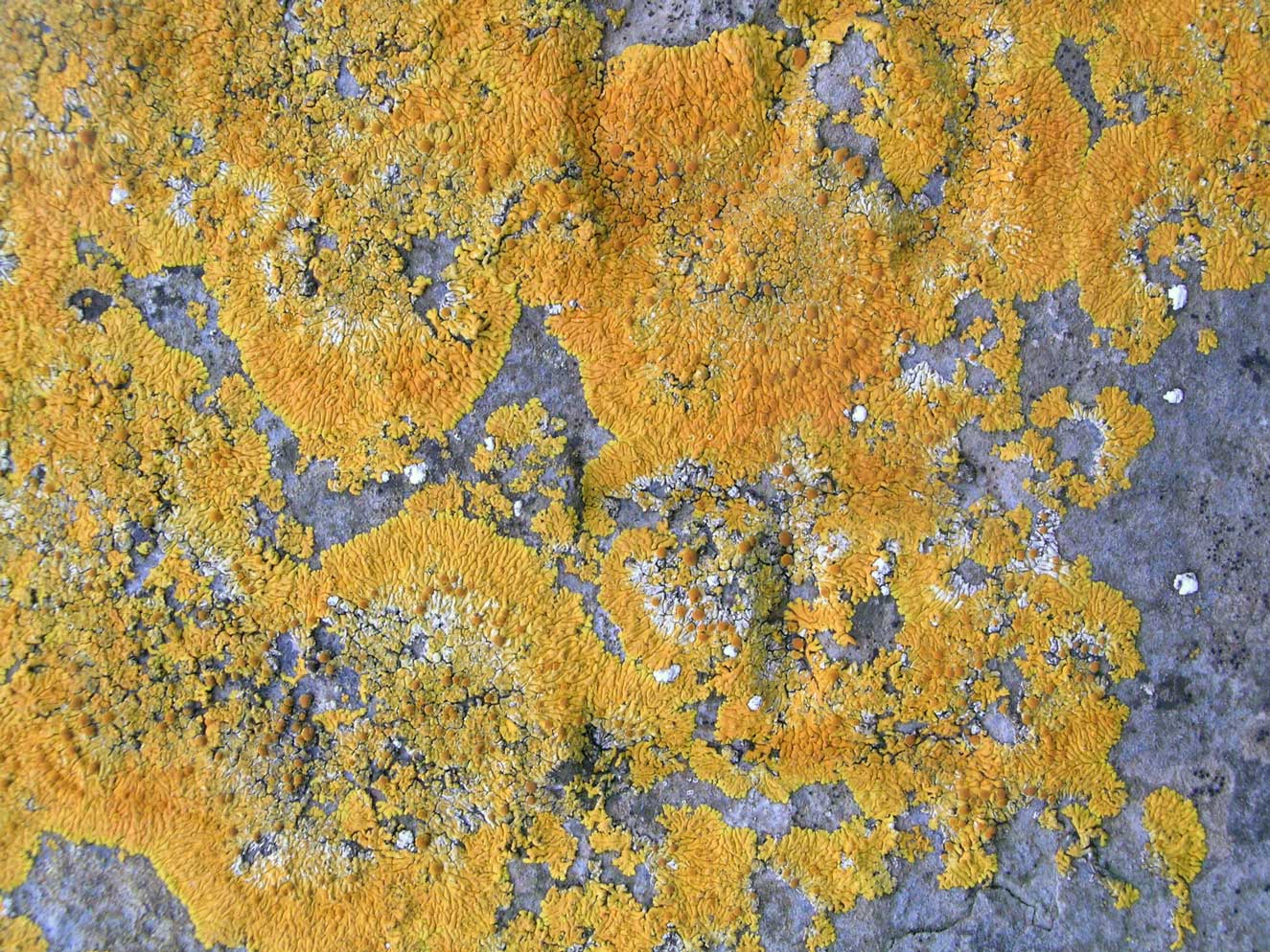 Lichen1