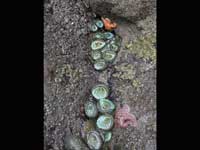 SeaAnemone